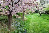 Prunus Cherry tree in blossom