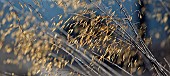 Warm tones of winter ornamental perennial grass in borders at Trentham Gardens Staffordshire in January