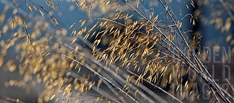 Warm_tones_of_winter_ornamental_perennial_grass_in_borders_at_Trentham_Gardens_Staffordshire_in_Janu
