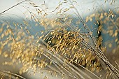 Stipa gigantea, Giant Oat