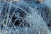 Winter frosts cover foliage of ornamental grasses