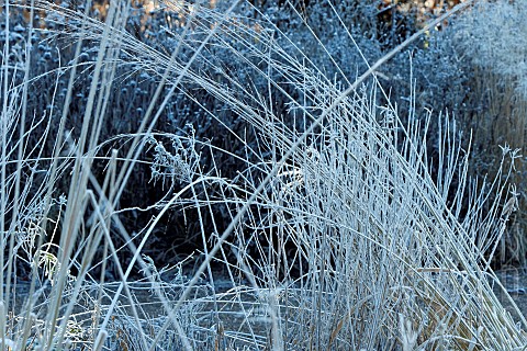 Winter_frosts_cover_foliage_of_ornamental_grasses