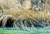 Winter frosts on foliage of ornamental grasses
