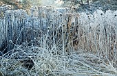 Frost covered hardy perennials and ornamental grasses