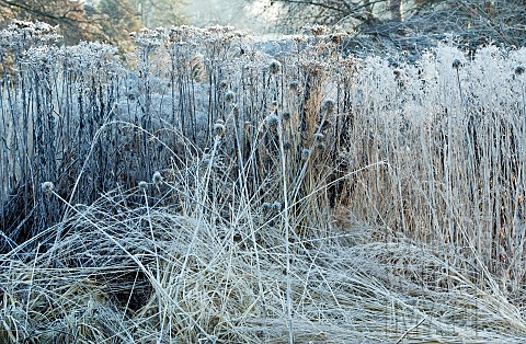 Frost_covered_hardy_perennials_and_ornamental_grasses