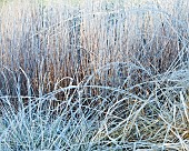 Winter frosts foliage of ornamental grasses