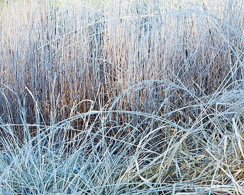 Winter_frosts_foliage_of_ornamental_grasses