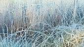 Winter frosts foliage of ornamental grasses