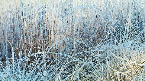 Winter_frosts_foliage_of_ornamental_grasses