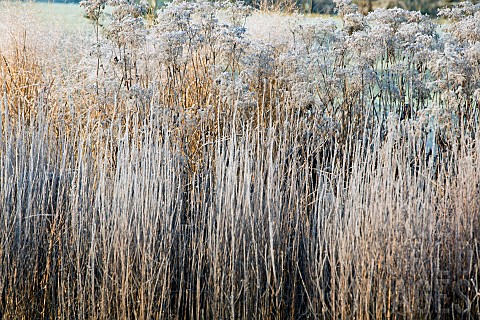 Frost_covered_borders_hardy_perennials_and_ornamental_grasses