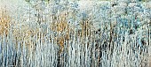 Frost covered borders hardy perennials and ornamental grasses
