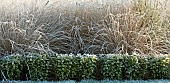 Frost covered box hedge beds with ornamental grasses