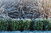 Frost covered box hedge beds with ornamental grasses