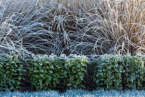 Frost_covered_box_hedge_beds_with_ornamental_grasses