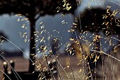 Stipa gigantea, perennial ornamental grass