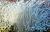 Winter frosts foliage of ornamental grasses