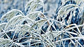 Winter frosts cover ornamental grasses