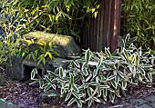 Sasa veitchii and other evergreen Bamboo`s