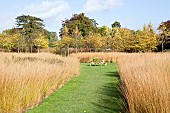 Molinia caerulea, ornamental grasses