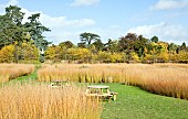 Molinia caerulea, ornamental grasses