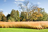 Molinia caerulea, ornamental grasses