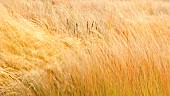 Ornamental Grasses