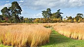 Molinia caerulea, Ornamental grasses