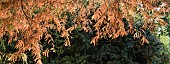 Taxodium distichum swamp cypress