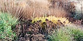 Borders in late autumn with rich autumnal russet tones