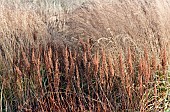 Ornamental grasses and perennials