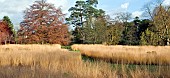 Molina caerula ornamental grasses