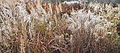 Mixed borders - ornamental grasses