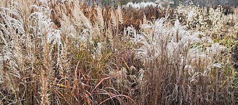 Mixed_borders__ornamental_grasses