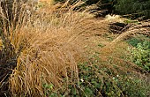 Mixed borders - ornamental grasses