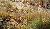 stunning planting of borders in late autumn with rich autumnal russet tones, tints and hues along with texture and shape from grasses, seed heads, and stems of herbaceous perennials, creating a wonderful display at trenthamm gardens staffordshire in november designed by Piet Oudolf