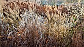 Mixed borders - ornamental grasses