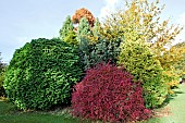 Tapestry of colour in mature trees