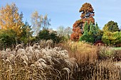 Mixed borders - ornamental grasses