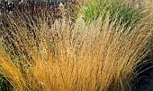 Mixed border - Ornamental Grasses