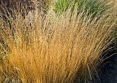 Mixed border - Ornamental Grasses
