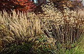 Mixed border - Ornamental Grasses