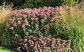 Eupatorium purpureum, Eutrochium purpureum, Joe-Pie Weed