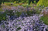 Aster novi-belgii Michaelmas daisy