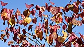 Cercis canadensis Forest Pansy