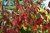 Prunus sargentii tree Sargent`s Cherry