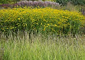 Solidago rugosa Golden Rod