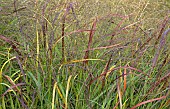 Miscanthus Purpurascens, Miscanthus sinensis var. purpurascens