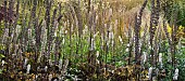 Mixed border Herbaceaous perennials Ornamental Grasses