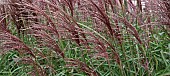 Miscanthus sinensis Gracillimus