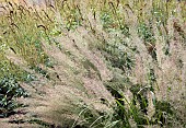 Ornamental grasses in borders